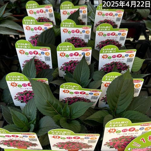 サカタのタネ サンパチェンス パープル 3.5号ポット　植物花苗 サカタのタネ インパチェンス 育てやすい 耐暑性 |  | 03