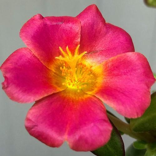 花苗 一年草 寄植え 花壇 暑さに強い 夏チュラカ フクシア ３号 Leafs ヤフー店 通販 Yahoo ショッピング