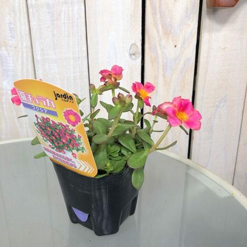 花苗 一年草 寄植え 花壇 暑さに強い 夏チュラカ フクシア ３号 Leafs ヤフー店 通販 Yahoo ショッピング