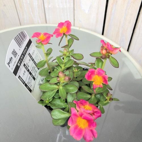 花苗 一年草 寄植え 花壇 暑さに強い 夏チュラカ フクシア ３号 Leafs ヤフー店 通販 Yahoo ショッピング