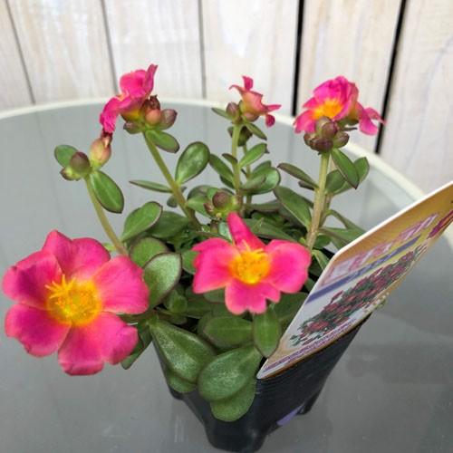 花苗 一年草 寄植え 花壇 暑さに強い 夏チュラカ フクシア ３号 Leafs ヤフー店 通販 Yahoo ショッピング