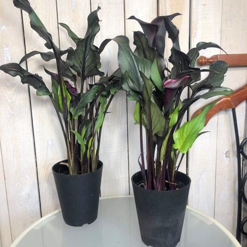 鉢花 黒葉 黒花 希少 マニア カラー メモリーズ ４ ５号 Leafs ヤフー店 通販 Yahoo ショッピング