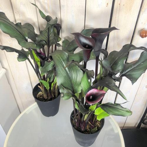 鉢花 黒葉 黒花 希少 マニア カラー メモリーズ ４ ５号 Leafs ヤフー店 通販 Yahoo ショッピング