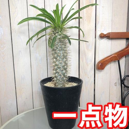 多肉植物 観葉植物 ビザールプランツ トゲトゲ マニア パキポジューム B ６号 Leafs ヤフー店 通販 Yahoo ショッピング