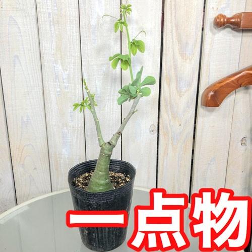 コーデックス 塊根植物 観葉植物 つる性 初心者 アデニア グラウカ C ４号 Leafs ヤフー店 通販 Yahoo ショッピング