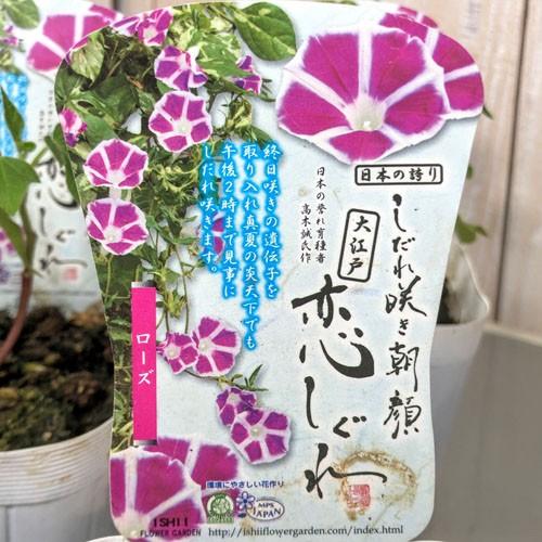 アサガオ 変わり咲き 夏の風物詩 花育 自由研究 しだれ咲き朝顔 大江戸恋しぐれ ローズ ３ ５号 Leafs ヤフー店 通販 Yahoo ショッピング