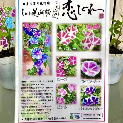 アサガオ 変わり咲き 夏の風物詩 花育 自由研究 しだれ咲き朝顔 大江戸恋しぐれ ローズ ３ ５号 Leafs ヤフー店 通販 Yahoo ショッピング