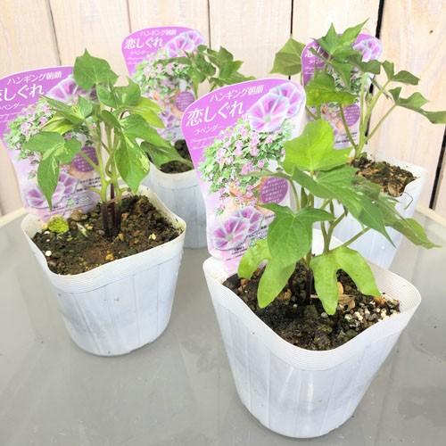 アサガオ 変わり咲き 夏の風物詩 花育 自由研究 しだれ咲き朝顔 大江戸恋しぐれ ラベンダー ３ ５号 Leafs ヤフー店 通販 Yahoo ショッピング