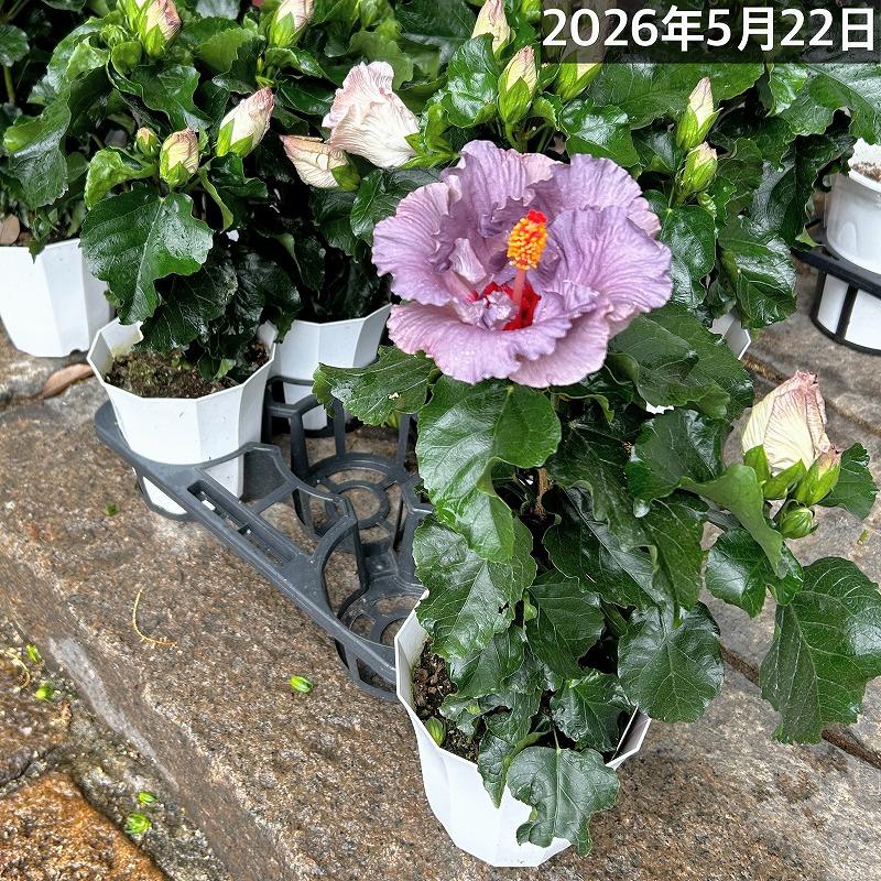 ハイビスカス デニムブルー(PVP) 5号鉢(個体おまかせ1鉢)　花鉢 夏の花 暑さに強い オシャレ かわいい 珍しい |  | 04
