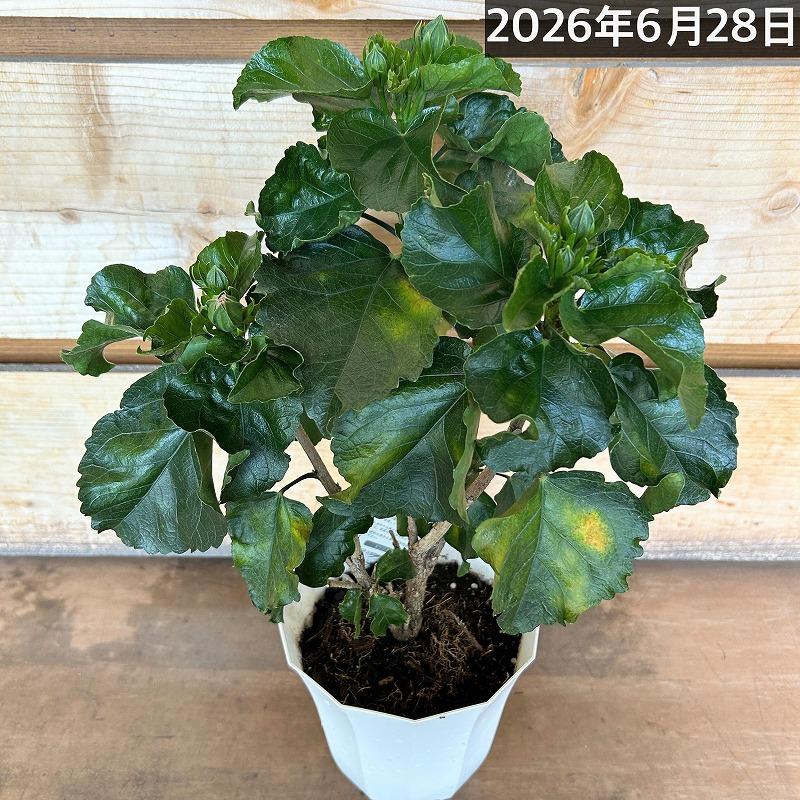 【訳あり】ハイビスカス デニムブルー(PVP) 5号鉢(個体おまかせ1鉢)　花鉢 夏の花 暑さに強い オシャレ かわいい 珍しい |  | 03