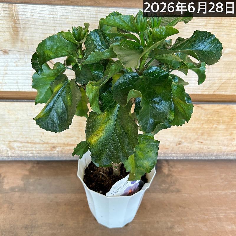 【訳あり】ハイビスカス デニムブルー(PVP) 5号鉢(個体おまかせ1鉢)　花鉢 夏の花 暑さに強い オシャレ かわいい 珍しい |  | 04