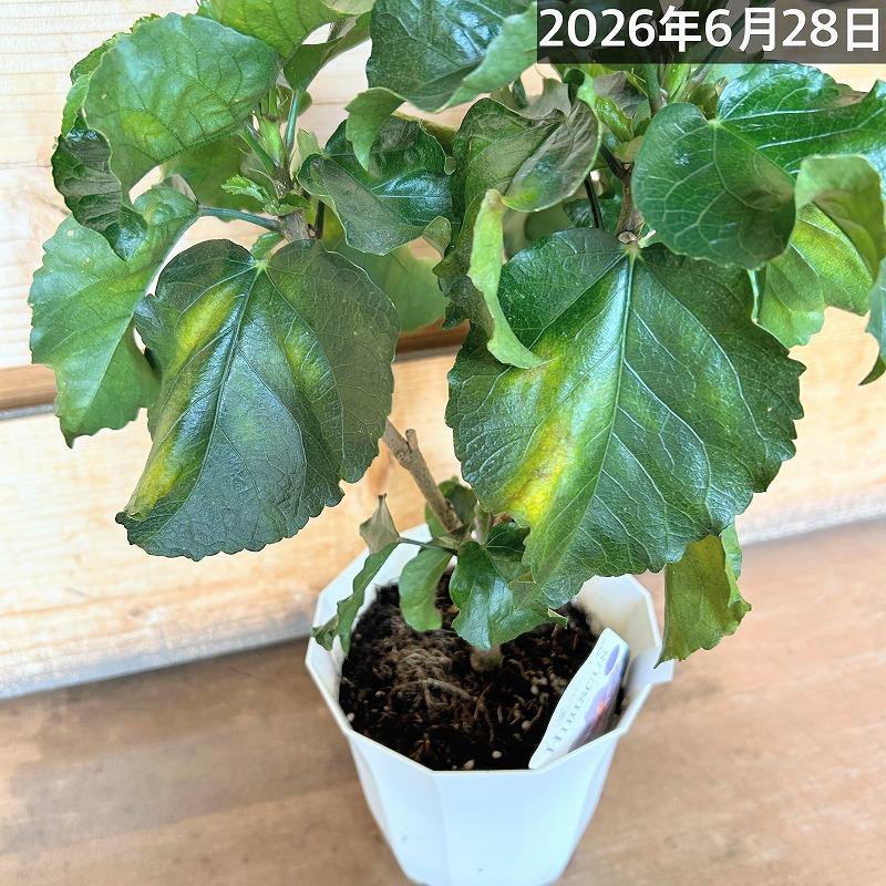 【訳あり】ハイビスカス デニムブルー(PVP) 5号鉢(個体おまかせ1鉢)　花鉢 夏の花 暑さに強い オシャレ かわいい 珍しい |  | 05