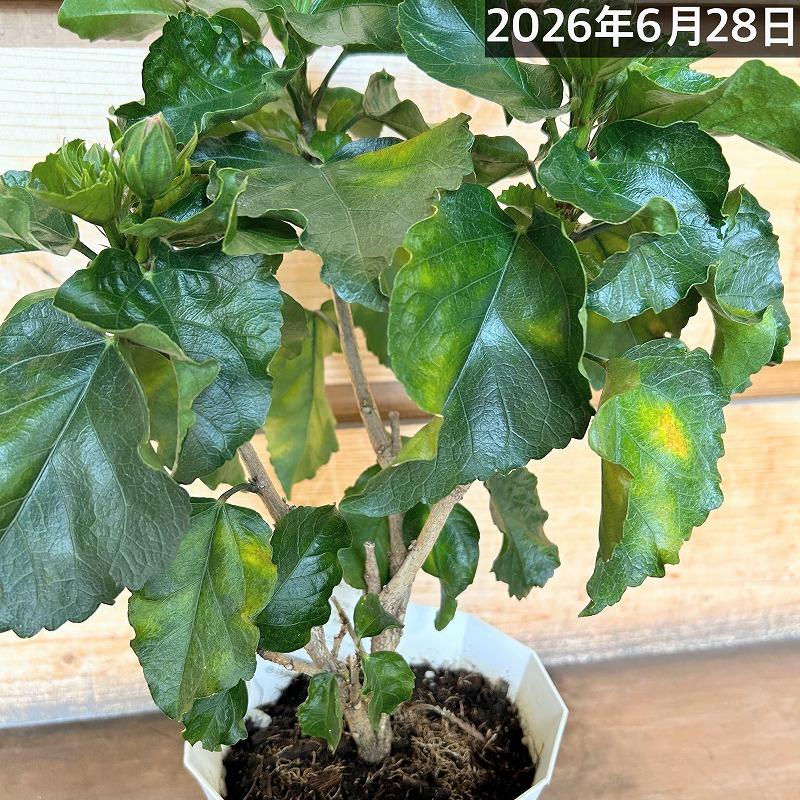 【訳あり】ハイビスカス デニムブルー(PVP) 5号鉢(個体おまかせ1鉢)　花鉢 夏の花 暑さに強い オシャレ かわいい 珍しい |  | 06