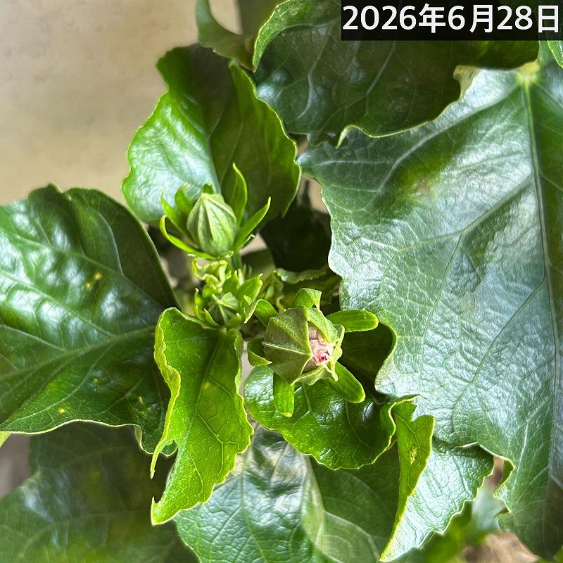 【訳あり】ハイビスカス デニムブルー(PVP) 5号鉢(個体おまかせ1鉢)　花鉢 夏の花 暑さに強い オシャレ かわいい 珍しい |  | 07