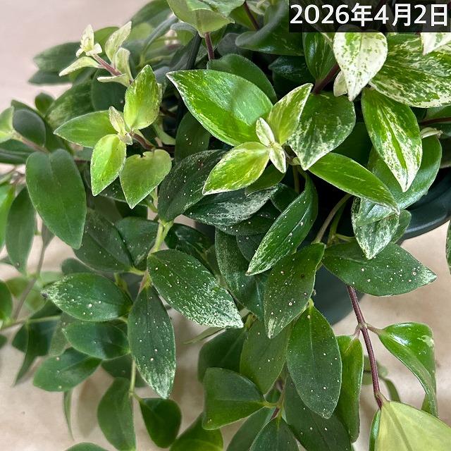 斑入りエスキナンサス ラディカンス バリエガータ(白斑) 5号吊り鉢(個体おまかせ1鉢)※葉傷みあり　観葉植物 インテリア 室内 吊るす 吊り ハンギング |  | 10