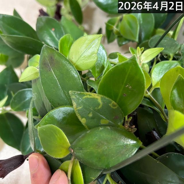 斑入りエスキナンサス ラディカンス バリエガータ(白斑) 5号吊り鉢(個体おまかせ1鉢)※葉傷みあり　観葉植物 インテリア 室内 吊るす 吊り ハンギング |  | 11