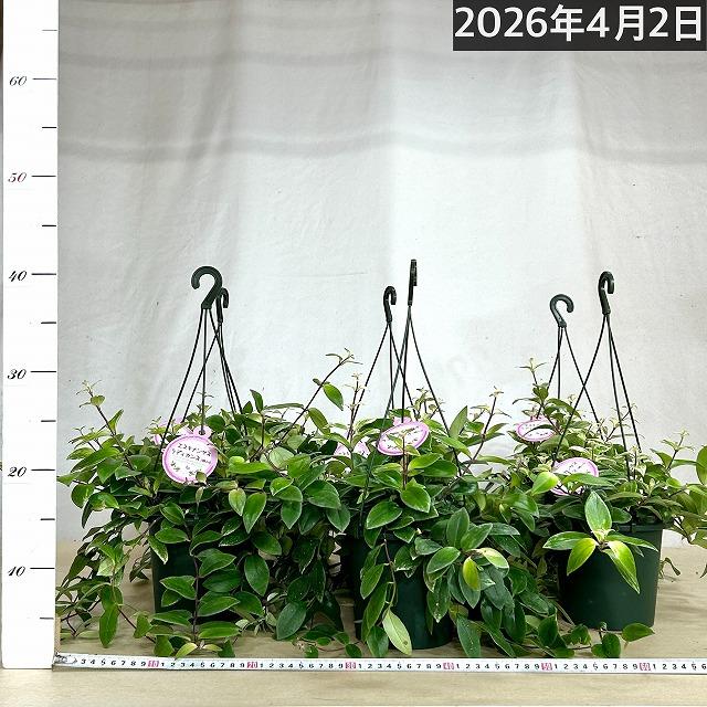 斑入りエスキナンサス ラディカンス バリエガータ(白斑) 5号吊り鉢(個体おまかせ1鉢)※葉傷みあり　観葉植物 インテリア 室内 吊るす 吊り ハンギング |  | 02