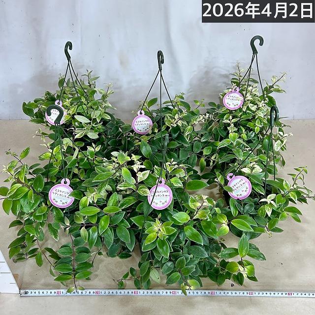 斑入りエスキナンサス ラディカンス バリエガータ(白斑) 5号吊り鉢(個体おまかせ1鉢)※葉傷みあり　観葉植物 インテリア 室内 吊るす 吊り ハンギング |  | 03