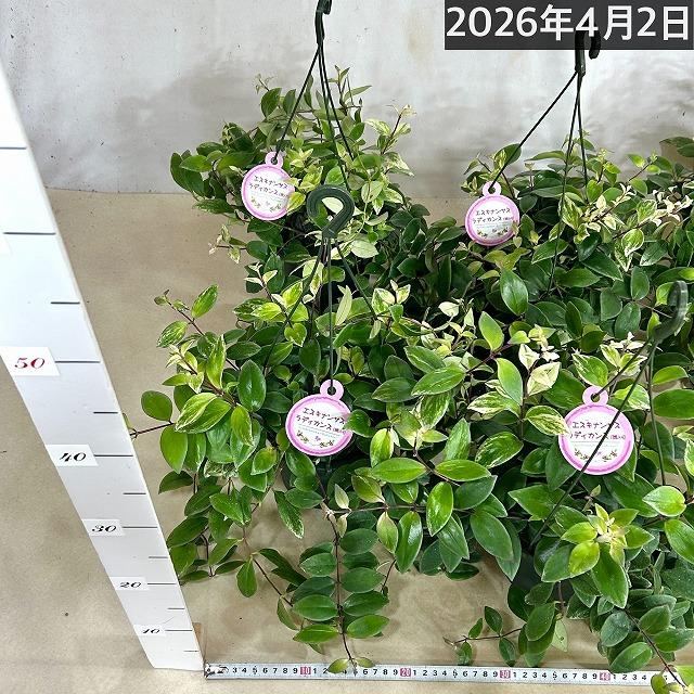 斑入りエスキナンサス ラディカンス バリエガータ(白斑) 5号吊り鉢(個体おまかせ1鉢)※葉傷みあり　観葉植物 インテリア 室内 吊るす 吊り ハンギング |  | 04