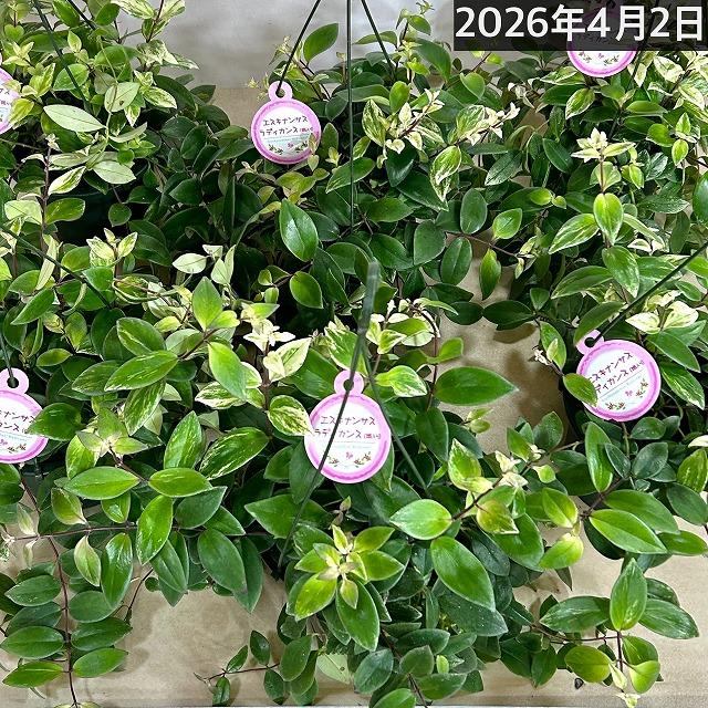 斑入りエスキナンサス ラディカンス バリエガータ(白斑) 5号吊り鉢(個体おまかせ1鉢)※葉傷みあり　観葉植物 インテリア 室内 吊るす 吊り ハンギング |  | 05
