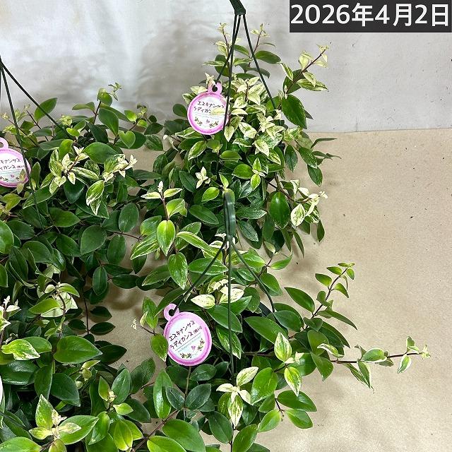 斑入りエスキナンサス ラディカンス バリエガータ(白斑) 5号吊り鉢(個体おまかせ1鉢)※葉傷みあり　観葉植物 インテリア 室内 吊るす 吊り ハンギング |  | 06