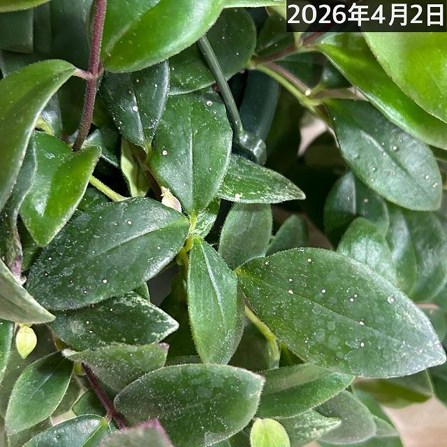 斑入りエスキナンサス ラディカンス バリエガータ(白斑) 5号吊り鉢(個体おまかせ1鉢)※葉傷みあり　観葉植物 インテリア 室内 吊るす 吊り ハンギング |  | 07