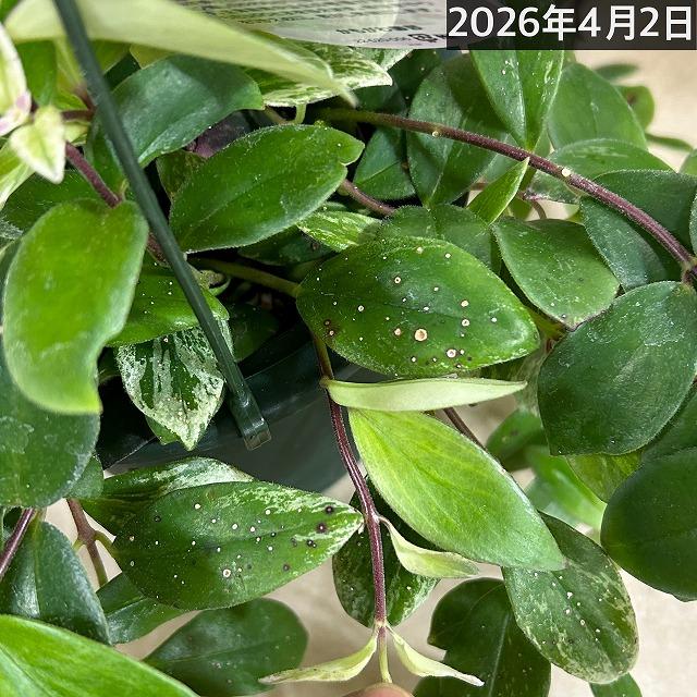 斑入りエスキナンサス ラディカンス バリエガータ(白斑) 5号吊り鉢(個体おまかせ1鉢)※葉傷みあり　観葉植物 インテリア 室内 吊るす 吊り ハンギング |  | 08