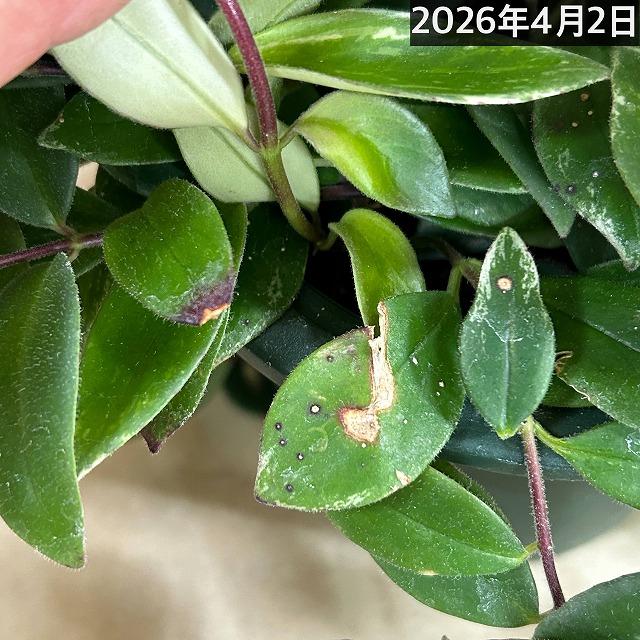 斑入りエスキナンサス ラディカンス バリエガータ(白斑) 5号吊り鉢(個体おまかせ1鉢)※葉傷みあり　観葉植物 インテリア 室内 吊るす 吊り ハンギング |  | 09