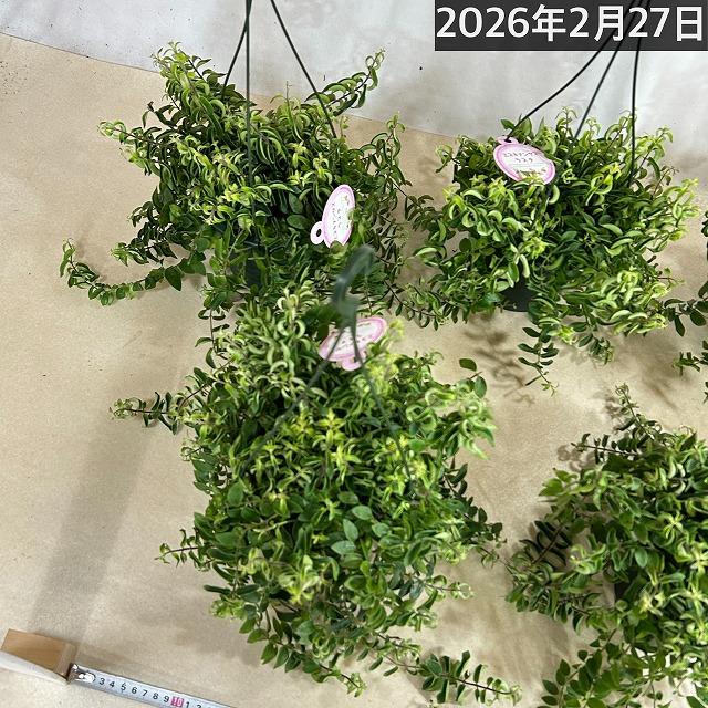 観葉植物 吊り下げ　エスキナンサス ラスタ 5号底面給水吊り鉢　 ハンキング インテリア 室内 葉がカールする おしゃれ かっこいい |  | 10