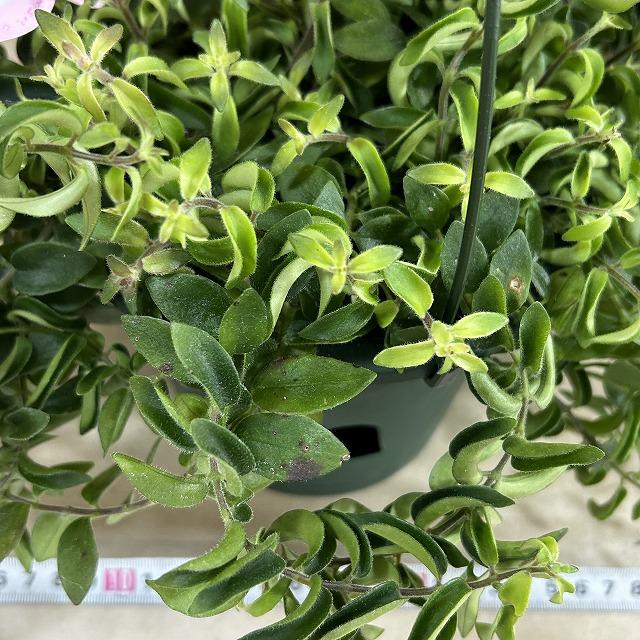 観葉植物 吊り下げ エスキナンサス ラスタ 5号底面給水吊り鉢