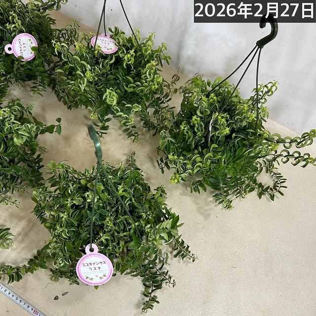 観葉植物 吊り下げ　エスキナンサス ラスタ 5号底面給水吊り鉢　 ハンキング インテリア 室内 葉がカールする おしゃれ かっこいい |  | 11
