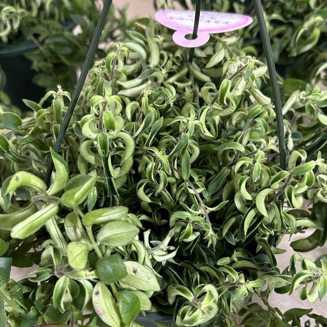 アナナス 松笠 5号 吊り 観葉植物 吊り下げ エスキナンサス ラスタ 5号底面給水吊り鉢