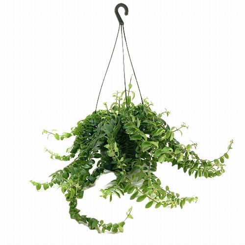 観葉植物 吊り下げ　エスキナンサス ラスタ 5号底面給水吊り鉢　 ハンキング インテリア 室内 葉がカールする おしゃれ かっこいい |  | 01