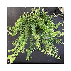 観葉植物 吊り下げ　エスキナンサス ラスタ 5号底面給水吊り鉢　 ハンキング インテリア 室内 葉がカールする おしゃれ かっこいい |  | 02