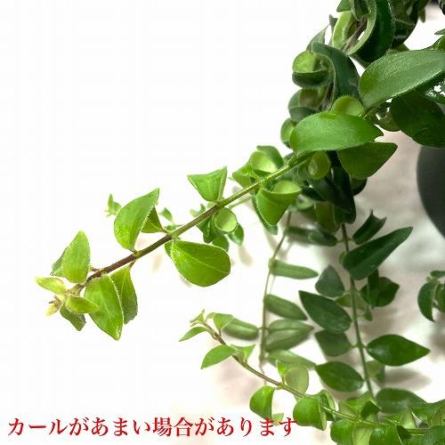 観葉植物 吊り下げ　エスキナンサス ラスタ 5号底面給水吊り鉢　 ハンキング インテリア 室内 葉がカールする おしゃれ かっこいい |  | 03