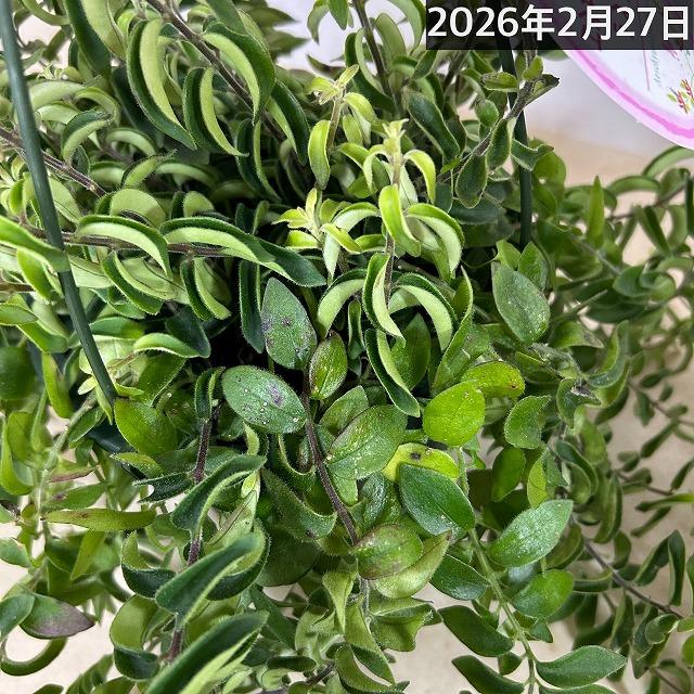 観葉植物 吊り下げ　エスキナンサス ラスタ 5号底面給水吊り鉢　 ハンキング インテリア 室内 葉がカールする おしゃれ かっこいい |  | 05