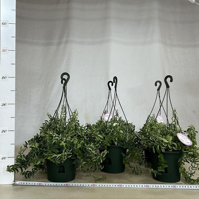 アナナス 松笠 5号 吊り 観葉植物 吊り下げ エスキナンサス ラスタ 5号底面給水吊り鉢