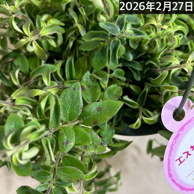 観葉植物 吊り下げ　エスキナンサス ラスタ 5号底面給水吊り鉢　 ハンキング インテリア 室内 葉がカールする おしゃれ かっこいい |  | 06