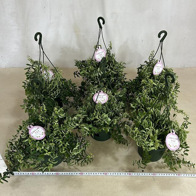 アナナス 松笠 5号 吊り 観葉植物 吊り下げ エスキナンサス ラスタ 5号底面給水吊り鉢