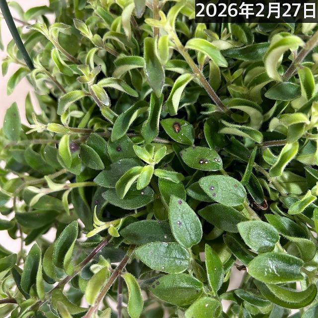 観葉植物 吊り下げ　エスキナンサス ラスタ 5号底面給水吊り鉢　 ハンキング インテリア 室内 葉がカールする おしゃれ かっこいい |  | 07