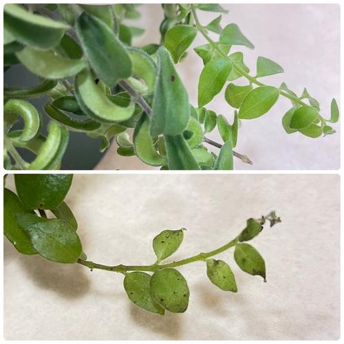 観葉植物 吊り下げ　エスキナンサス ラスタ 5号底面給水吊り鉢　 ハンキング インテリア 室内 葉がカールする おしゃれ かっこいい |  | 04