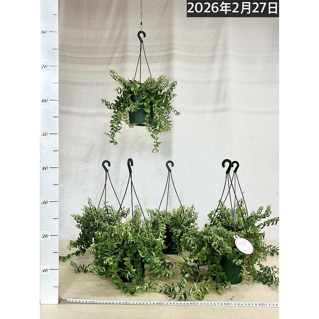 観葉植物 吊り下げ　エスキナンサス ラスタ 5号底面給水吊り鉢　 ハンキング インテリア 室内 葉がカールする おしゃれ かっこいい |  | 08