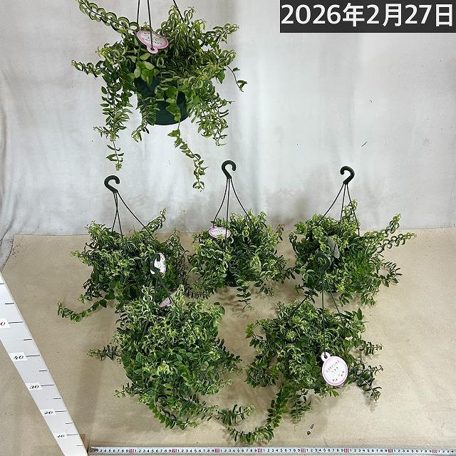 観葉植物 吊り下げ　エスキナンサス ラスタ 5号底面給水吊り鉢　 ハンキング インテリア 室内 葉がカールする おしゃれ かっこいい |  | 09