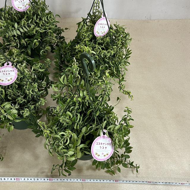 観葉植物 吊り下げ エスキナンサス ラスタ 5号底面給水吊り鉢