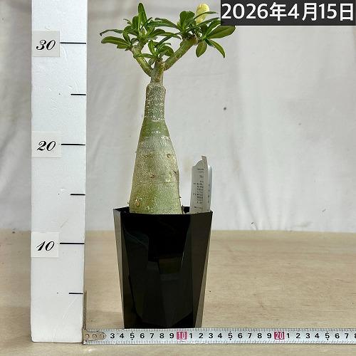 塊根植物　【個体A】アデニウム オベスム 天空のバラ 4号鉢(現品)　コーデックス 多肉植物 乾燥に強い 暑さに強い |  | 01