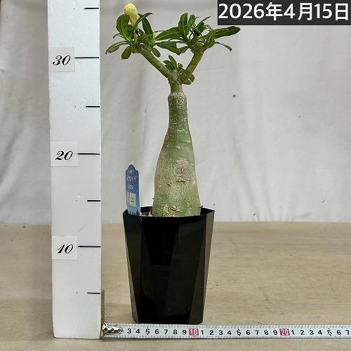 塊根植物　【個体A】アデニウム オベスム 天空のバラ 4号鉢(現品)　コーデックス 多肉植物 乾燥に強い 暑さに強い |  | 02