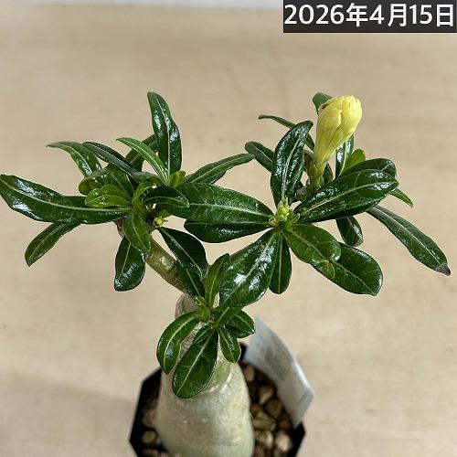 塊根植物　【個体A】アデニウム オベスム 天空のバラ 4号鉢(現品)　コーデックス 多肉植物 乾燥に強い 暑さに強い |  | 03