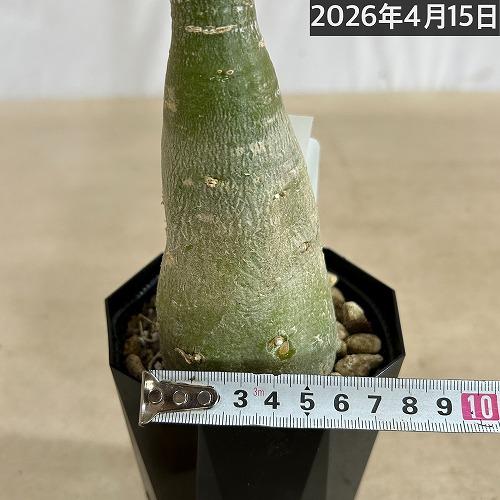 塊根植物　【個体A】アデニウム オベスム 天空のバラ 4号鉢(現品)　コーデックス 多肉植物 乾燥に強い 暑さに強い |  | 04