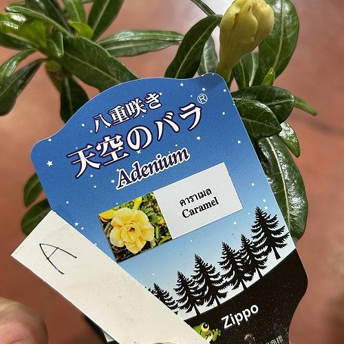塊根植物　【個体A】アデニウム オベスム 天空のバラ 4号鉢(現品)　コーデックス 多肉植物 乾燥に強い 暑さに強い |  | 05