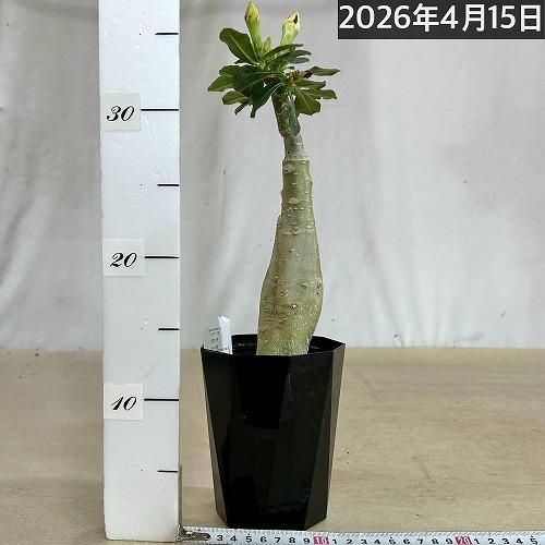 塊根植物　【個体B】アデニウム オベスム 天空のバラ 4号鉢(現品)　コーデックス 多肉植物 乾燥に強い 暑さに強い |  | 01